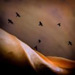 Close-Up of a Gull Flying in a Texturized Sky-Trigger Image-Framed Photographic Print