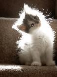 Close Up of Small Kitten Sitting at Bottom of Stairs, Glowing under Sunlight-Trigger Image-Framed Photographic Print