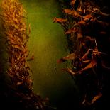 Kelp Seaweed Flowing in Water-Trigger Image-Photographic Print