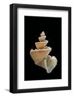 Trigonostoma Pellucida-Paul Starosta-Framed Photographic Print