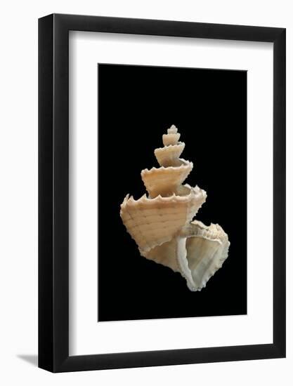 Trigonostoma Pellucida-Paul Starosta-Framed Photographic Print