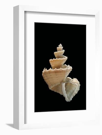 Trigonostoma Pellucida-Paul Starosta-Framed Photographic Print