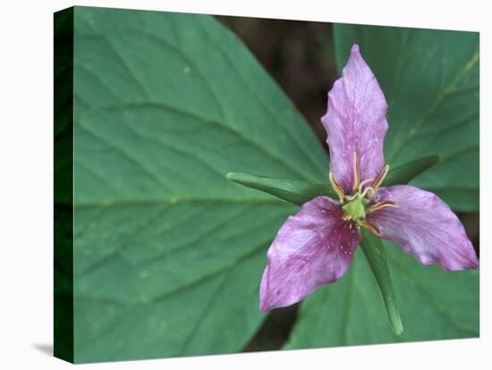 Trillium along Trail to Sol Duc, Olympic National Park, Washington, USA-Jamie & Judy Wild-Stretched Canvas