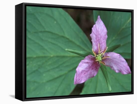 Trillium along Trail to Sol Duc, Olympic National Park, Washington, USA-Jamie & Judy Wild-Framed Stretched Canvas