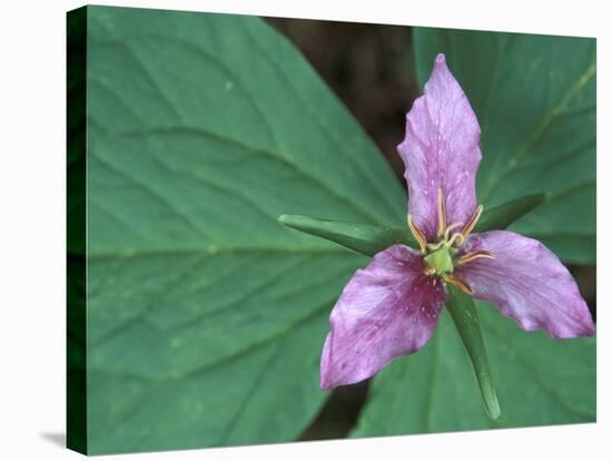 Trillium along Trail to Sol Duc, Olympic National Park, Washington, USA-Jamie & Judy Wild-Stretched Canvas