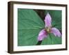 Trillium along Trail to Sol Duc, Olympic National Park, Washington, USA-Jamie & Judy Wild-Framed Photographic Print