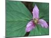 Trillium along Trail to Sol Duc, Olympic National Park, Washington, USA-Jamie & Judy Wild-Mounted Photographic Print