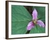 Trillium along Trail to Sol Duc, Olympic National Park, Washington, USA-Jamie & Judy Wild-Framed Photographic Print