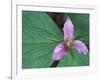 Trillium along Trail to Sol Duc, Olympic National Park, Washington, USA-Jamie & Judy Wild-Framed Photographic Print