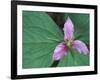 Trillium along Trail to Sol Duc, Olympic National Park, Washington, USA-Jamie & Judy Wild-Framed Photographic Print