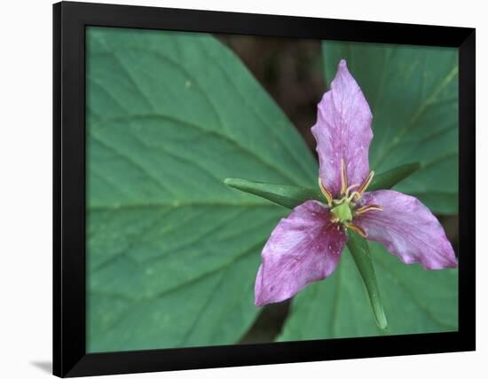 Trillium along Trail to Sol Duc, Olympic National Park, Washington, USA-Jamie & Judy Wild-Framed Photographic Print