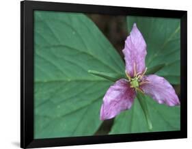 Trillium along Trail to Sol Duc, Olympic National Park, Washington, USA-Jamie & Judy Wild-Framed Photographic Print