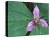 Trillium along Trail to Sol Duc, Olympic National Park, Washington, USA-Jamie & Judy Wild-Stretched Canvas