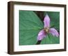 Trillium along Trail to Sol Duc, Olympic National Park, Washington, USA-Jamie & Judy Wild-Framed Photographic Print