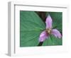 Trillium along Trail to Sol Duc, Olympic National Park, Washington, USA-Jamie & Judy Wild-Framed Photographic Print