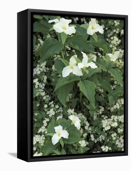 Trillium and Fringed Phacelia, Great Smoky Mountains National Park, Tennessee, USA-Adam Jones-Framed Stretched Canvas