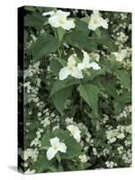 Trillium and Fringed Phacelia, Great Smoky Mountains National Park, Tennessee, USA-Adam Jones-Stretched Canvas