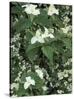 Trillium and Fringed Phacelia, Great Smoky Mountains National Park, Tennessee, USA-Adam Jones-Stretched Canvas