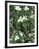 Trillium and Fringed Phacelia, Great Smoky Mountains National Park, Tennessee, USA-Adam Jones-Framed Photographic Print