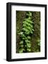 Trillium and Lady of the Valley, Olympic National Park, Washington State, USA-Chuck Haney-Framed Photographic Print