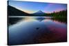 Trillium Fever, Mount Hood, Oregon-Vincent James-Stretched Canvas