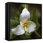 Trillium Flower, Mount Baker-Snoqualmie National Forest, Washington, USA-Jamie & Judy Wild-Framed Stretched Canvas