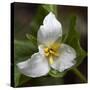 Trillium Flower, Mount Baker-Snoqualmie National Forest, Washington, USA-Jamie & Judy Wild-Stretched Canvas