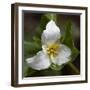 Trillium Flower, Mount Baker-Snoqualmie National Forest, Washington, USA-Jamie & Judy Wild-Framed Photographic Print