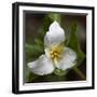 Trillium Flower, Mount Baker-Snoqualmie National Forest, Washington, USA-Jamie & Judy Wild-Framed Photographic Print