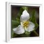 Trillium Flower, Mount Baker-Snoqualmie National Forest, Washington, USA-Jamie & Judy Wild-Framed Photographic Print