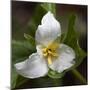 Trillium Flower, Mount Baker-Snoqualmie National Forest, Washington, USA-Jamie & Judy Wild-Mounted Photographic Print