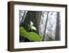 Trillium, Lady Bird Johnson Grove, Prairie Creek Redwoods, California-Rob Sheppard-Framed Photographic Print