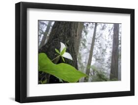 Trillium, Lady Bird Johnson Grove, Prairie Creek Redwoods, California-Rob Sheppard-Framed Photographic Print