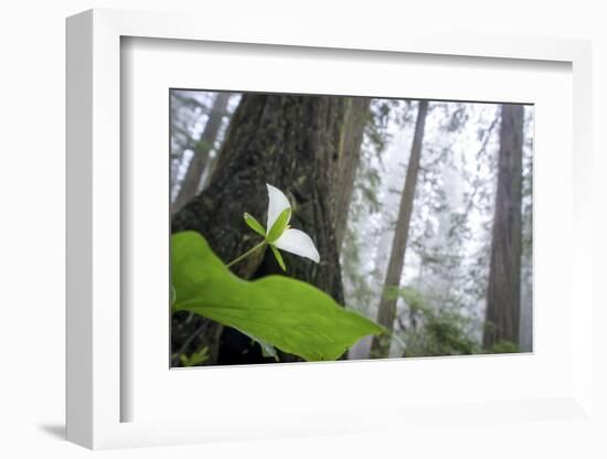 Trillium, Lady Bird Johnson Grove, Prairie Creek Redwoods, California-Rob Sheppard-Framed Photographic Print