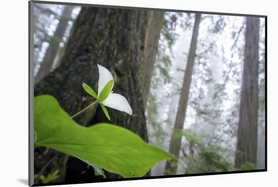 Trillium, Lady Bird Johnson Grove, Prairie Creek Redwoods, California-Rob Sheppard-Mounted Photographic Print