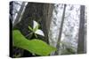 Trillium, Lady Bird Johnson Grove, Prairie Creek Redwoods, California-Rob Sheppard-Stretched Canvas