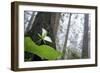 Trillium, Lady Bird Johnson Grove, Prairie Creek Redwoods, California-Rob Sheppard-Framed Photographic Print