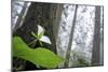 Trillium, Lady Bird Johnson Grove, Prairie Creek Redwoods, California-Rob Sheppard-Mounted Photographic Print