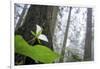 Trillium, Lady Bird Johnson Grove, Prairie Creek Redwoods, California-Rob Sheppard-Framed Photographic Print