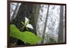 Trillium, Lady Bird Johnson Grove, Prairie Creek Redwoods, California-Rob Sheppard-Framed Photographic Print