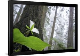 Trillium, Lady Bird Johnson Grove, Prairie Creek Redwoods, California-Rob Sheppard-Framed Photographic Print