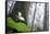 Trillium, Lady Bird Johnson Grove, Prairie Creek Redwoods, California-Rob Sheppard-Framed Stretched Canvas