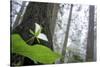 Trillium, Lady Bird Johnson Grove, Prairie Creek Redwoods, California-Rob Sheppard-Stretched Canvas