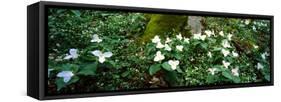 Trillium Wildflowers on Plants, Chimney Tops, Great Smoky Mountains National Park, Gatlinburg-null-Framed Stretched Canvas