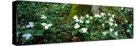 Trillium Wildflowers on Plants, Chimney Tops, Great Smoky Mountains National Park, Gatlinburg-null-Stretched Canvas