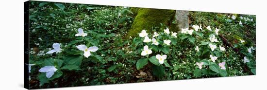 Trillium Wildflowers on Plants, Chimney Tops, Great Smoky Mountains National Park, Gatlinburg-null-Stretched Canvas