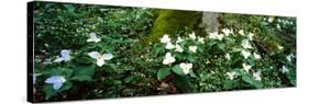 Trillium Wildflowers on Plants, Chimney Tops, Great Smoky Mountains National Park, Gatlinburg-null-Stretched Canvas