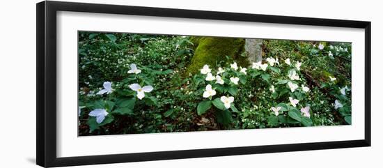 Trillium Wildflowers on Plants, Chimney Tops, Great Smoky Mountains National Park, Gatlinburg-null-Framed Photographic Print