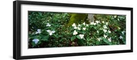 Trillium Wildflowers on Plants, Chimney Tops, Great Smoky Mountains National Park, Gatlinburg-null-Framed Photographic Print