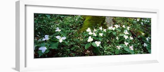 Trillium Wildflowers on Plants, Chimney Tops, Great Smoky Mountains National Park, Gatlinburg-null-Framed Photographic Print